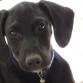 Perro de estatura media, color negro y pelo corto. Tiene tres años, es un perro muy juguetón y cariñoso. Es un perro acostumbrado a vivir en un jardín grande. Está castrado y tiene todas las vacunas hechas, pero no tiene chip.